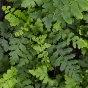 Hardy Fern Polystichum aculeatum